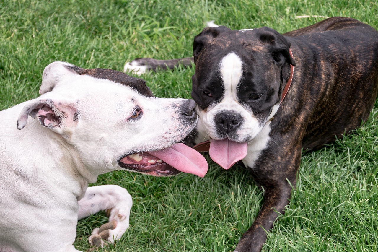 아메리칸 스태퍼드셔 테리어(American Staffordshire Terrier)2
