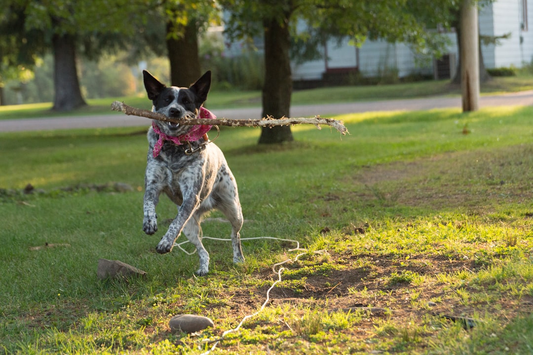 Leash