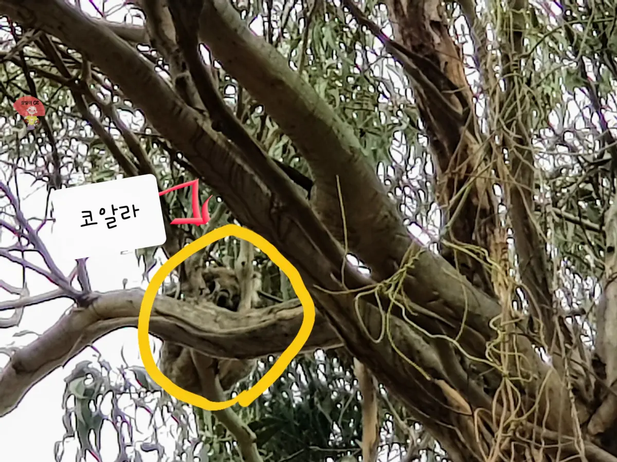 호주-멜버른-그레이트-오션-로드의-케넷-리버의-코알라-워크길-나무위-코알라-한마리-발견