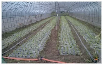 쌈배추 재배 속 차게 키우기 시비 타이밍 통풍 관리_8