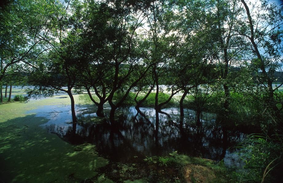 경남 창녕군 우포늪, 우포생태관, 우포출렁다리