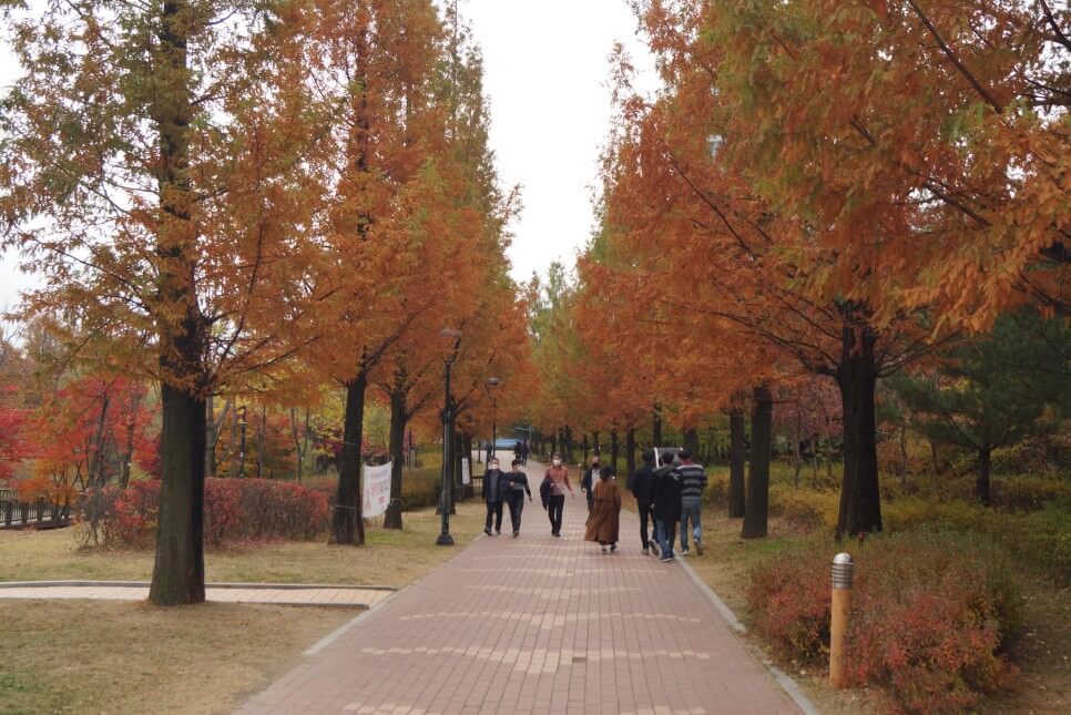 반려견과 함께 떠나는 분당&middot;판교 가을산책 단풍명소 추천 : 탄천산책로&middot;율동공원&middot;판교생태공원