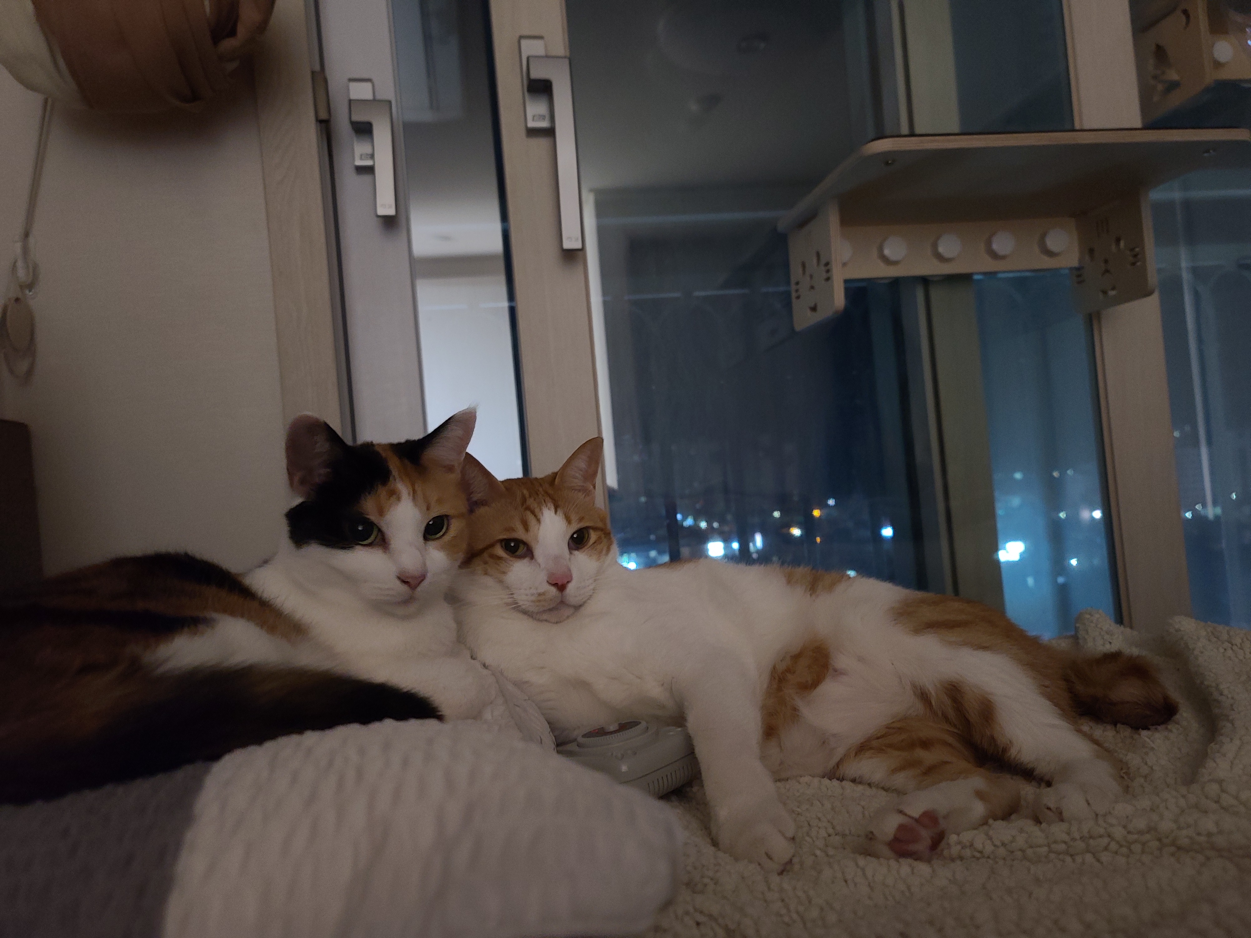 막둥이의 여러가지 포즈들