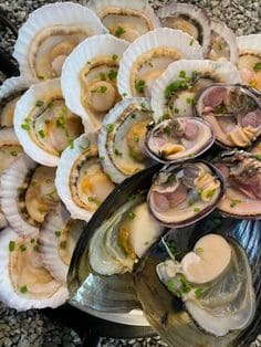 비브리오 패혈증