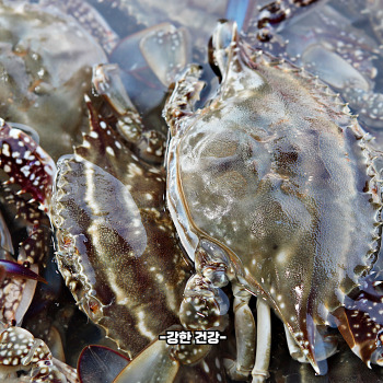 꽃게 부작용