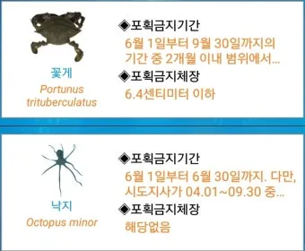 6월 낙지 금어기 정확한 시작일과 끝나는 날 지역별 상세 기준 정리_14
