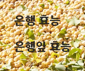 은행 효능