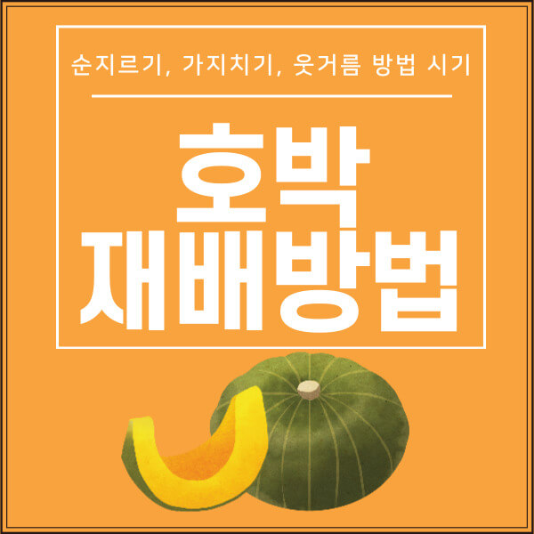 호박 재배방법(순지르기&#44; 가지치기&#44; 웃거름)