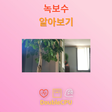 녹보수 꽃말 및 탐구