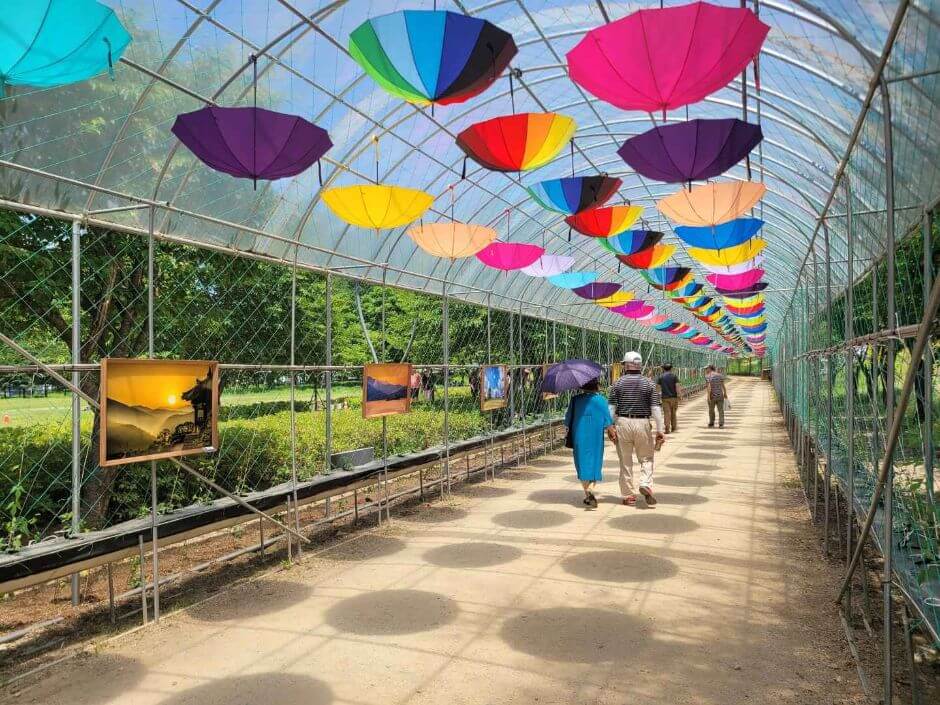 생생정보 장PD의 AI 여행기 AI 추천! 연인이 가기 좋은 가평 여행 코스 자라섬꽃페스타, 자라섬 출렁다리, 브릿지짚라인, 클럽비발디(수상레저), 다믈촌 (잣두부전골 전문)