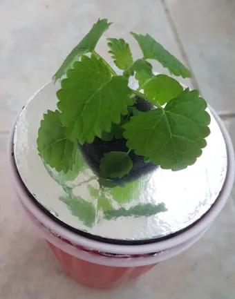 레몬밤 재배 반그늘 배치 화분 재배 잎 차로 활용_15