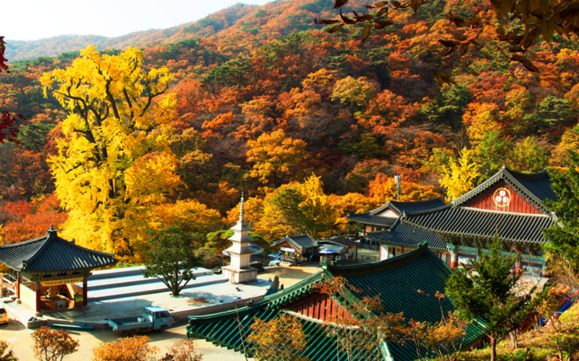 양평 용문산 관광단지 &amp; 용문사 은행나무 단풍 여행 가이드