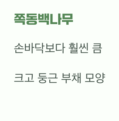 가장 확실한 단서, 잎사귀