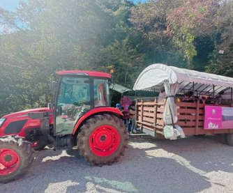 포천 허브아일랜드-핑크뮬리