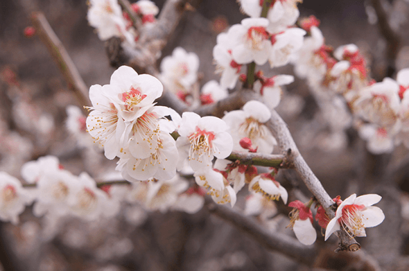 양산 원동매화 축제에 핀 매화