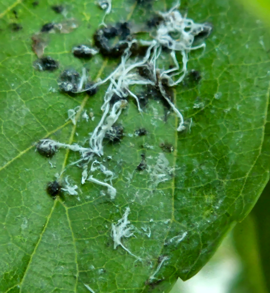 뽕나무이 피해2