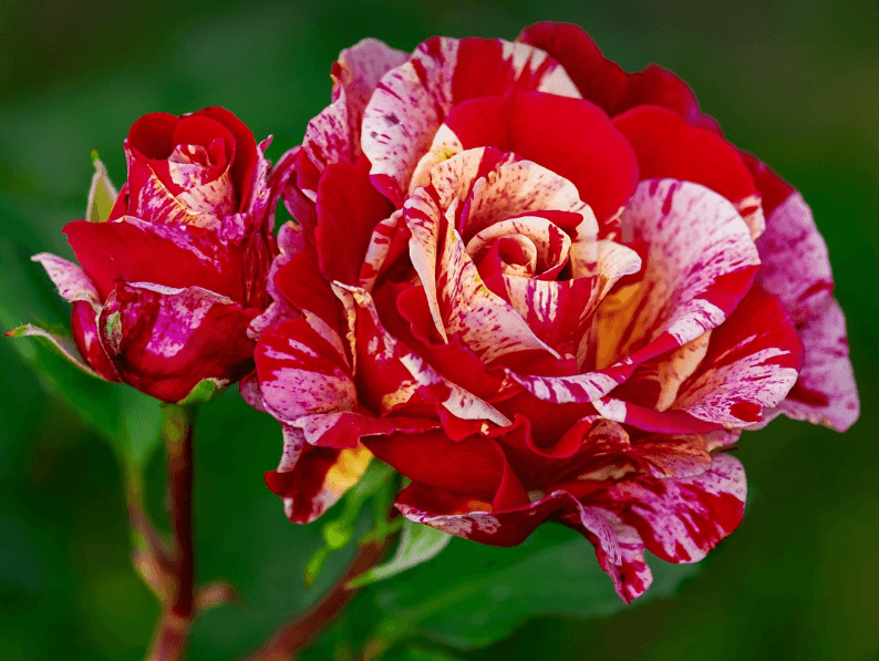 삼척장미축제 일정 입장료 주차장 관람꿀팁