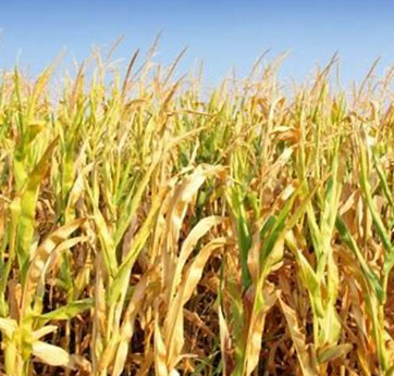 7월에 심는 채소2