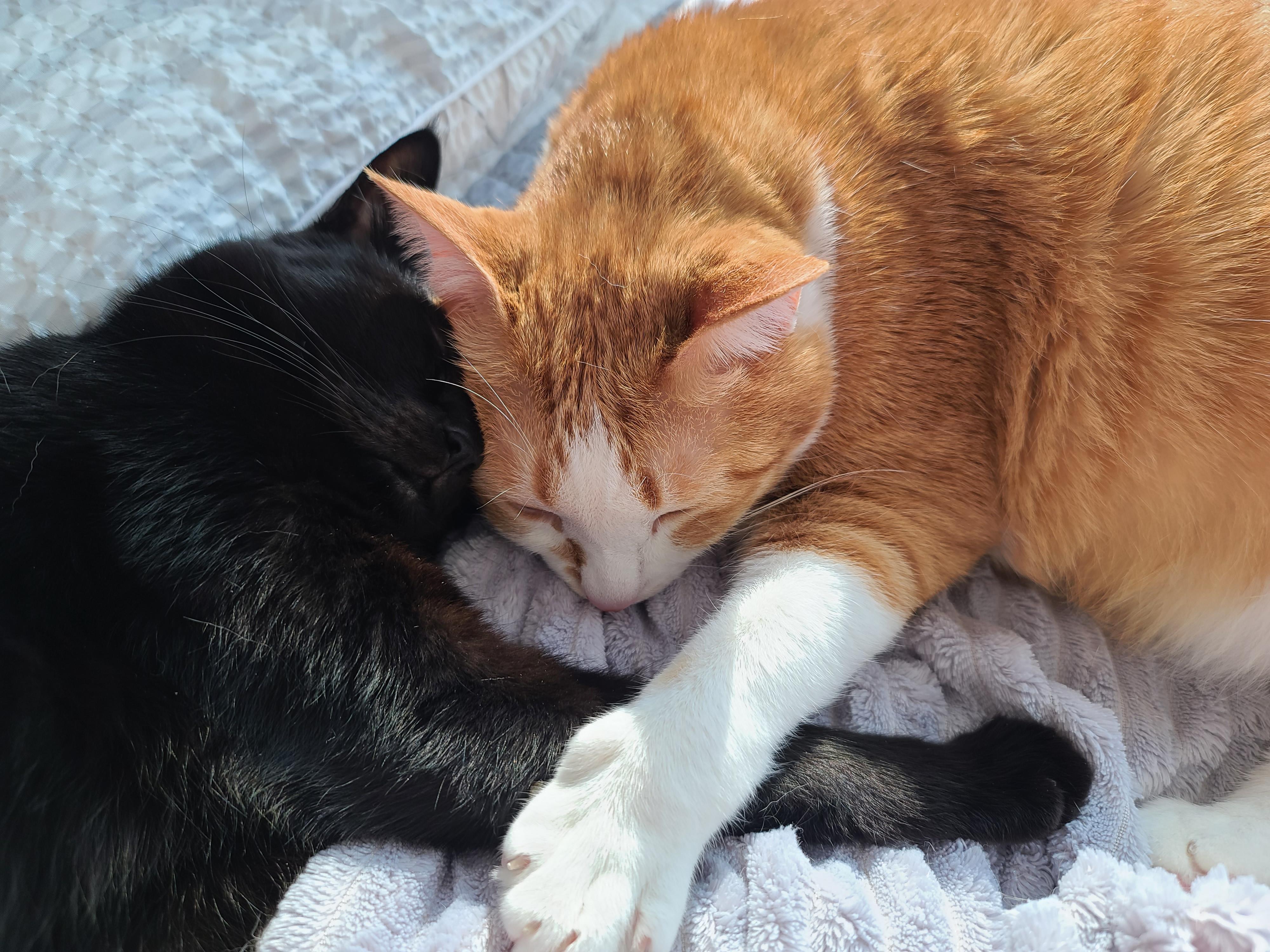 사이좋은 고양이들. 우리집 1호, 2호 공식 커플.