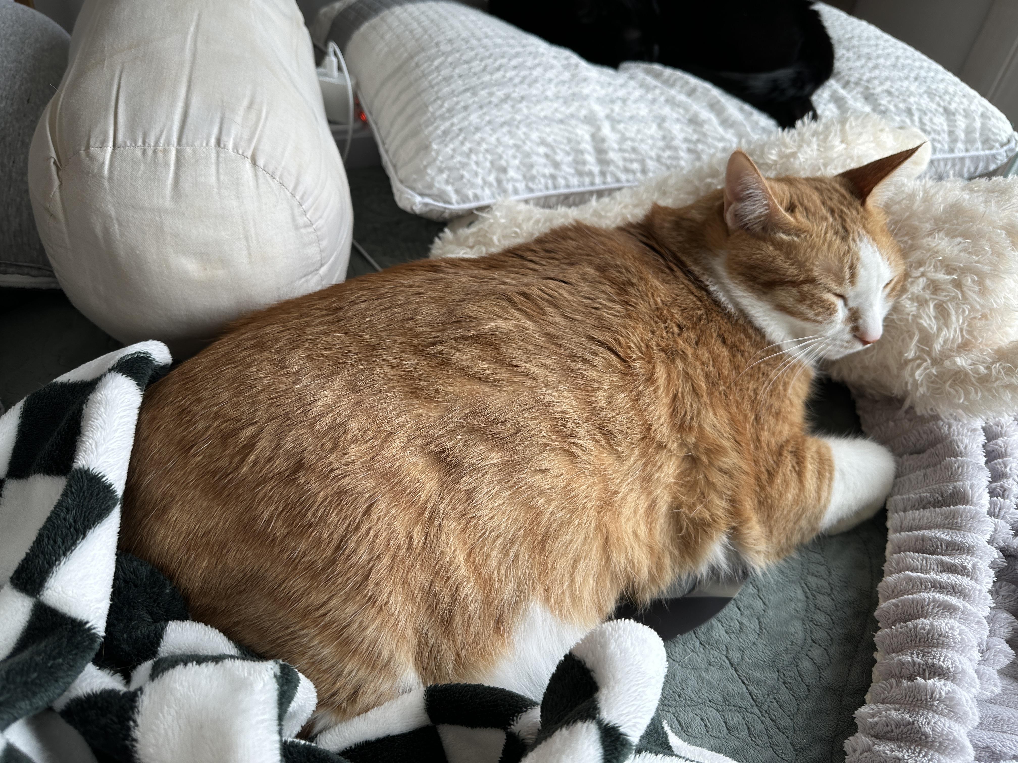 라마_인형을_베고_자는_호야