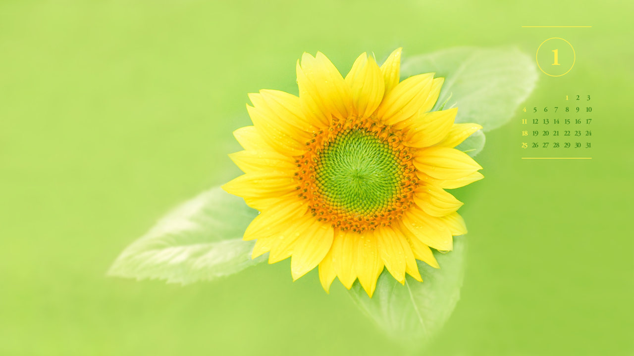 02 해바라기 연두색 A - 2026년1월 달력배경화면