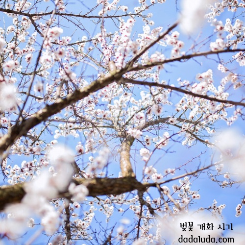 벚꽃 개화 시기 2025 인천 벚꽃 구경 볼만한 곳