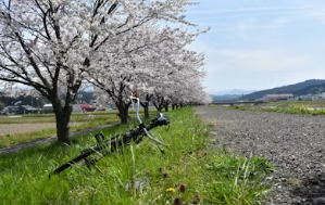 벚꽃잎 줍기 놀이: 영유아 오감 발달 주말 자연 관찰 학습