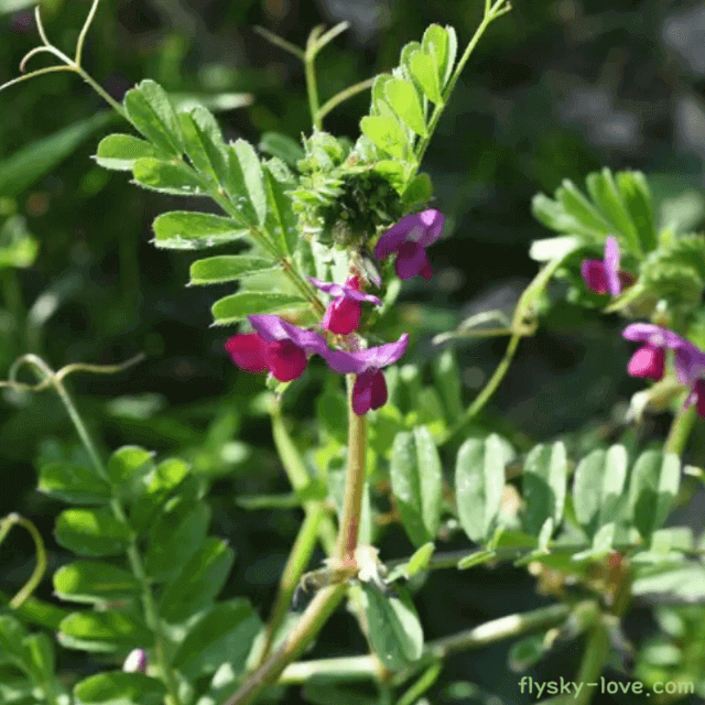 근육 마비에 효과적인 살갈퀴