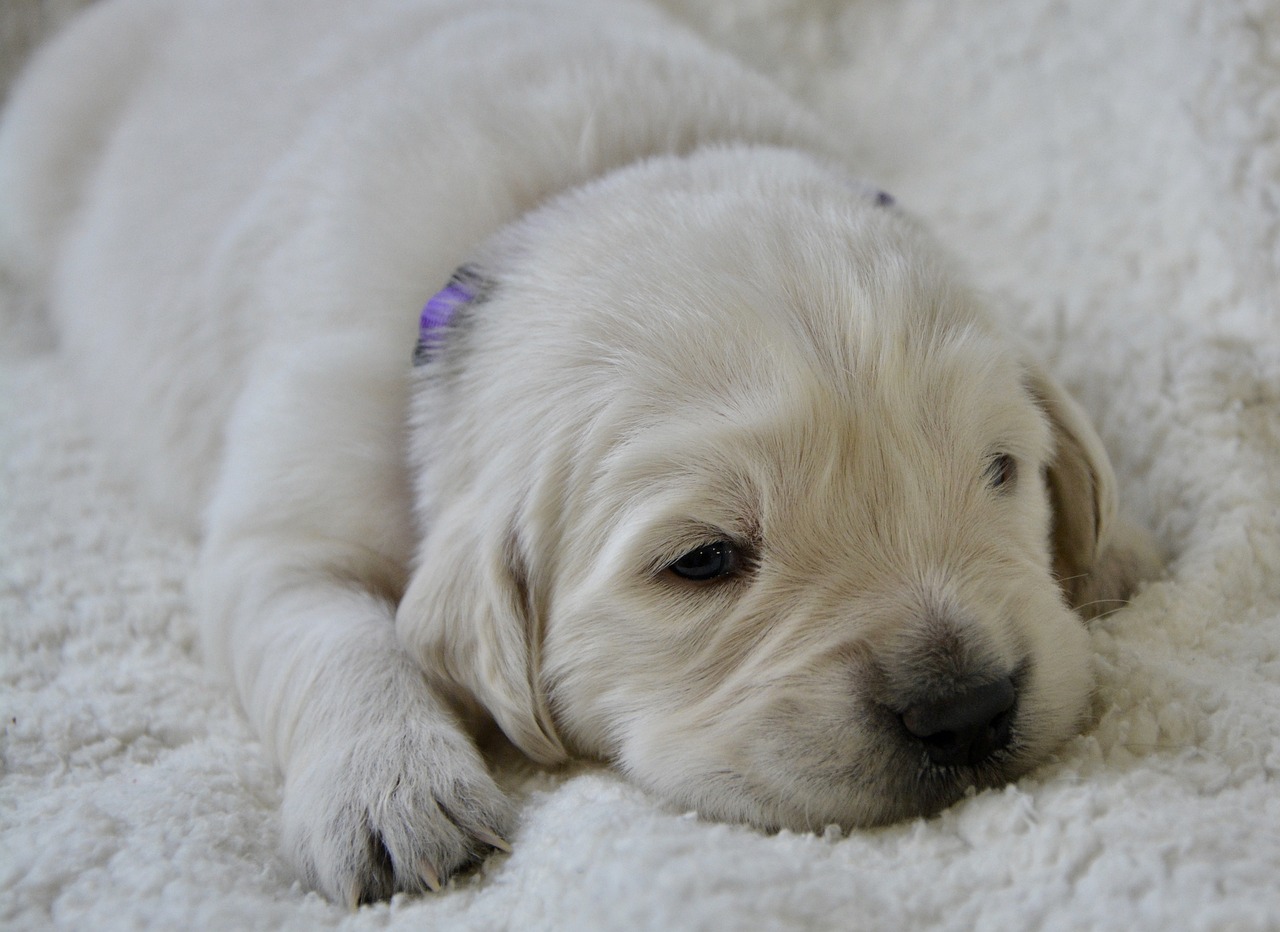 강아지 슬개골 탈구&amp;#44; 단계별 심화 증상과 우리 아이의 고통 신호