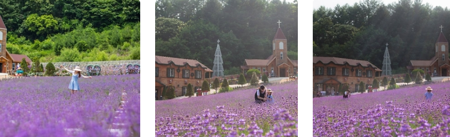 포천 허브아일랜드 라벤더 풍경 사진