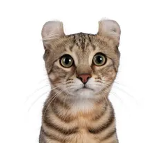 아메리칸 컬의 특징과 기르는 방법