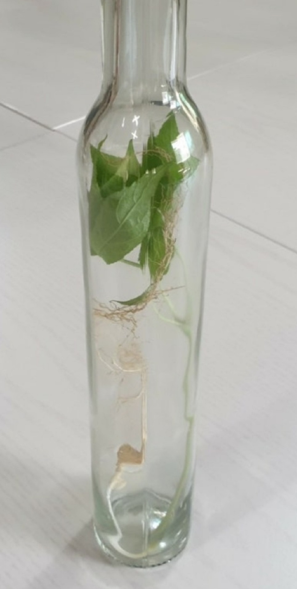 함양-오봉산-산양삼-힐링팜