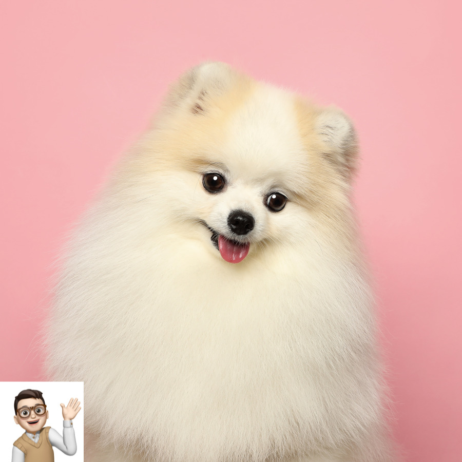 포메라니안