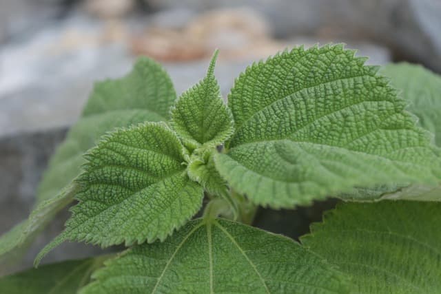 들깨 &ndash; 고온다습한 여름에도 강한 효자 작물