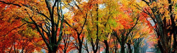 단풍여행 단풍트레킹 당일버스 여행