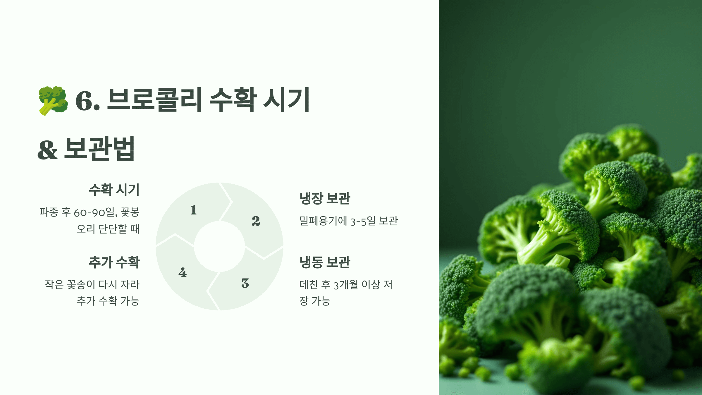 브로콜리 사진입니다.