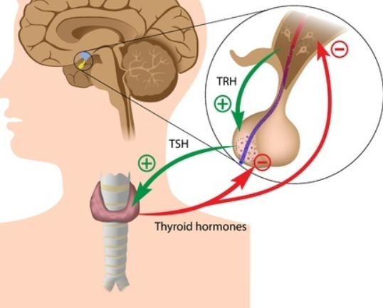 갑상선암 초기증상 갑상선암 수술비용
