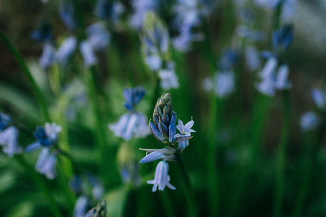 Bloom.