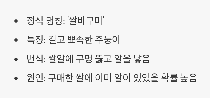 쌀벌레, 정체가 궁금해요