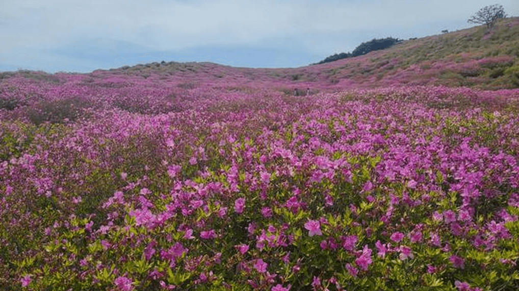 황매산 철쭉 개화시기