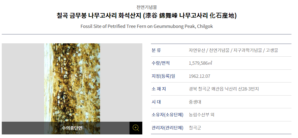 나무고사리-설명