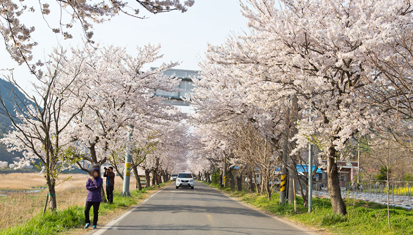 주산-벚꽃길