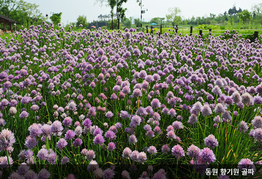 대전 한밭수목원 꽃구경