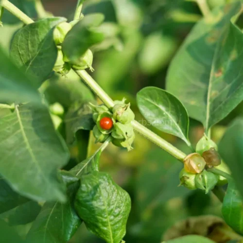 아슈와간다 잎과 열매