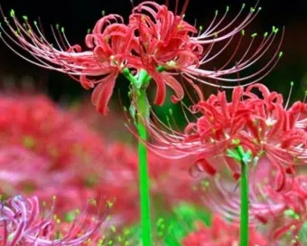 꽃무릇과 상사화 차이 요약 정리를 한눈에_20