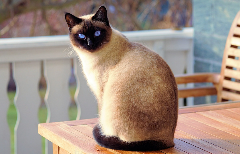 반려동물인 고양이가 카페 테이블에 앉아있는 이미지