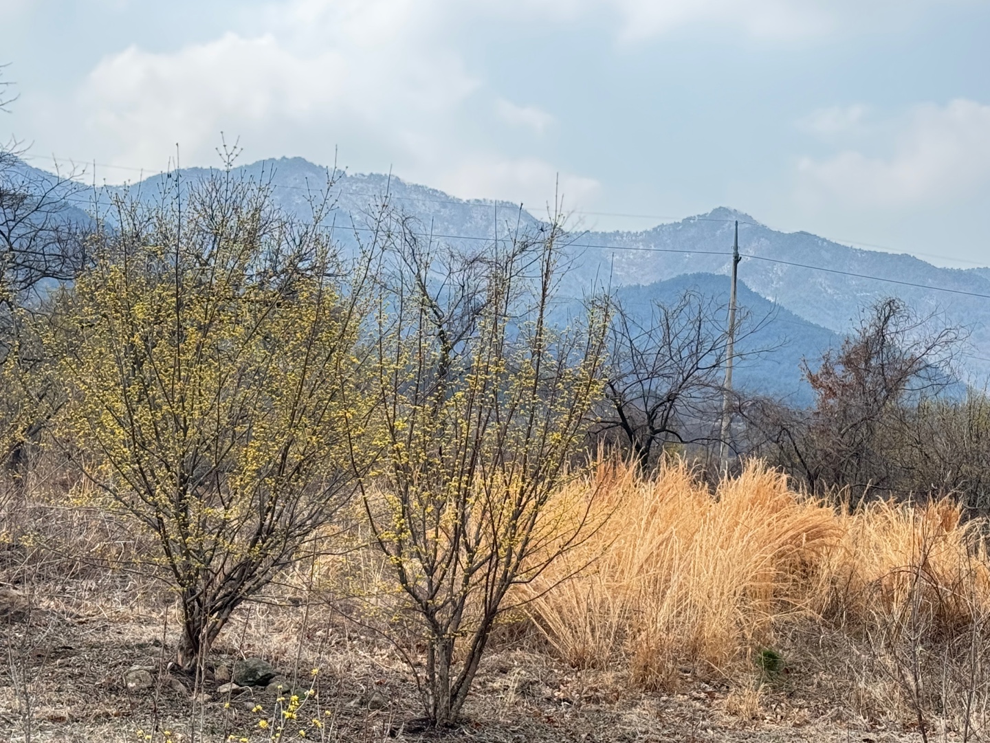 구례산수유축제
