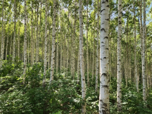 인제 자작나무숲 사진