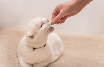 약을 먹는 고양이.