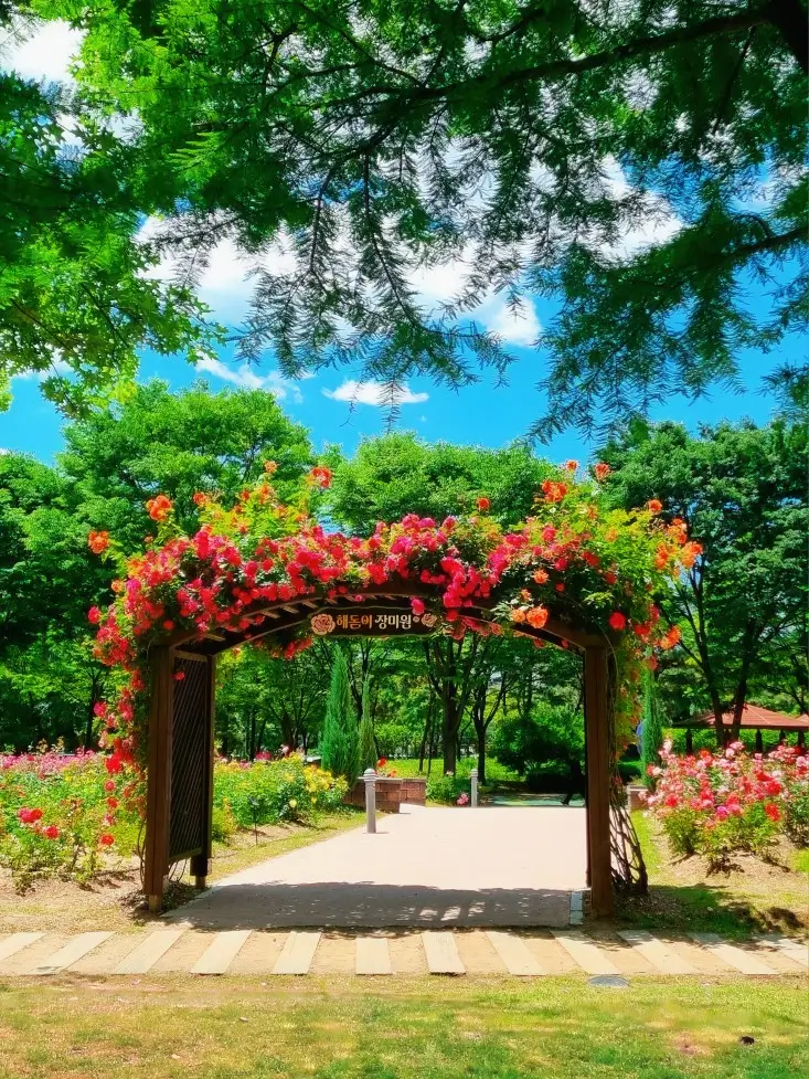 송도 해돋이공원 장미원: 시원한 그늘에서 장미보며 피크닉하기
